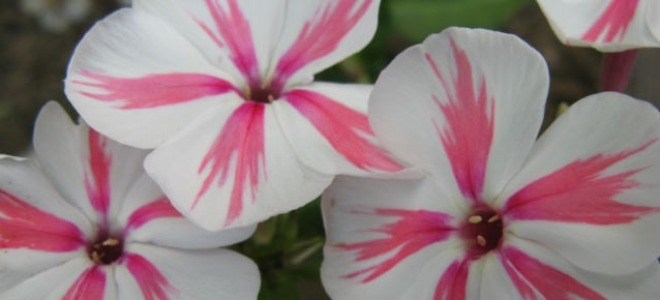 Флокс 'Катерина' / Phlox 'Katherine'